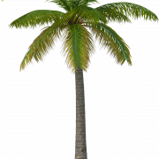 Поточная пальма PNG изображение