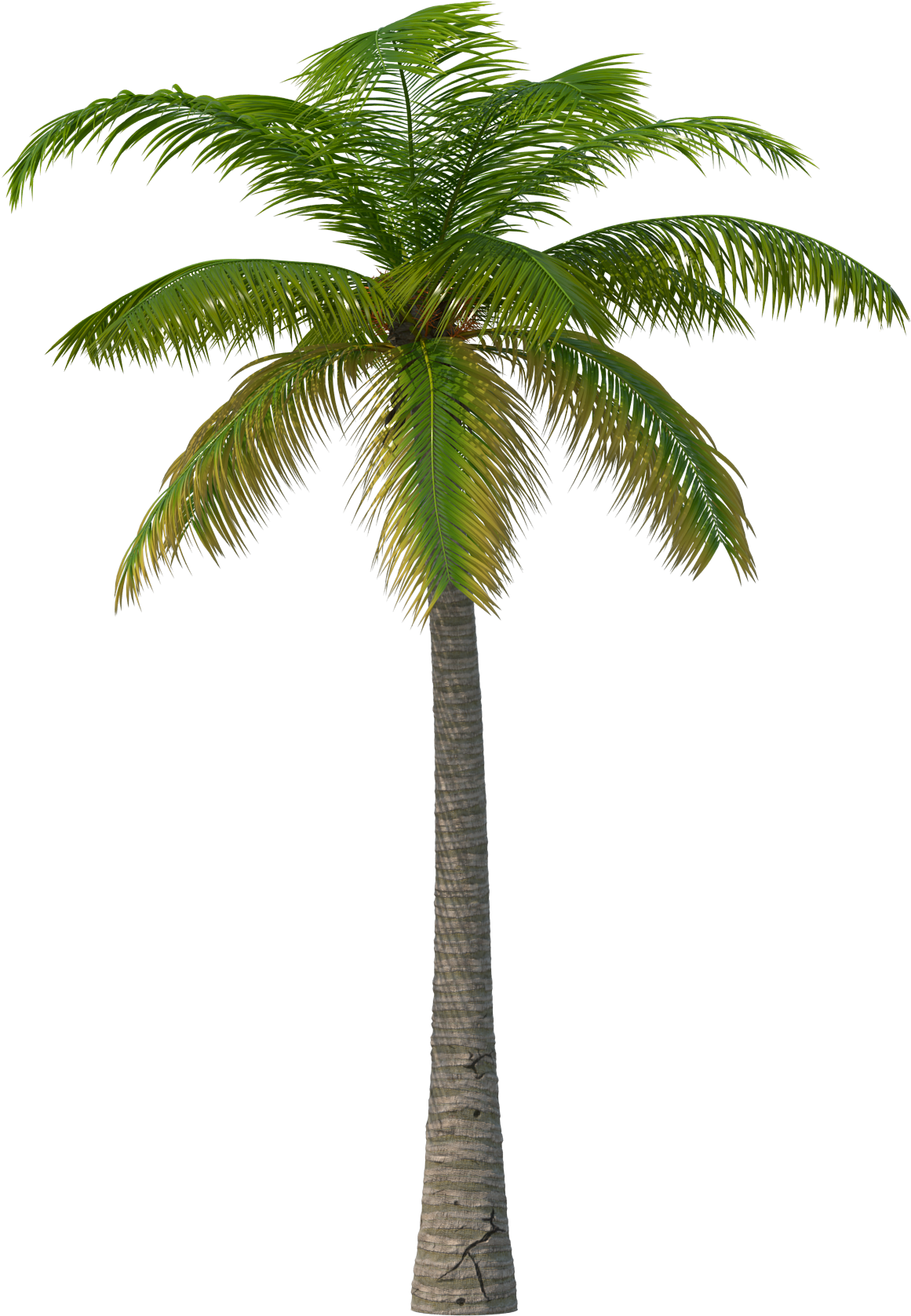 Date Palm PNG Picture