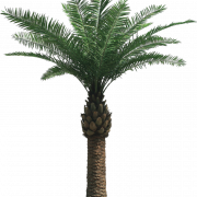 Tarih Palmiye Ağacı