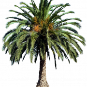 Petsa ng Palm Tree Png