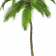Date Palm Tree PNG COUPE