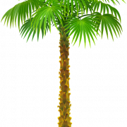 Data Palm Tree Png Pic