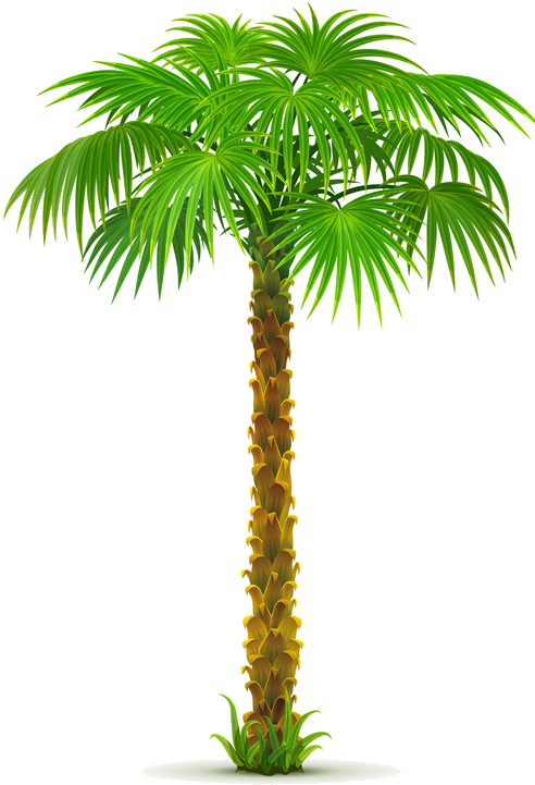 Date Palm Tree PNG Pic