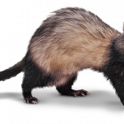 Ferret Animal PNG Picture