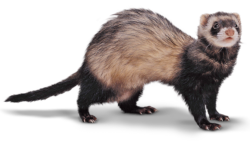 Ferret Animal PNG Picture