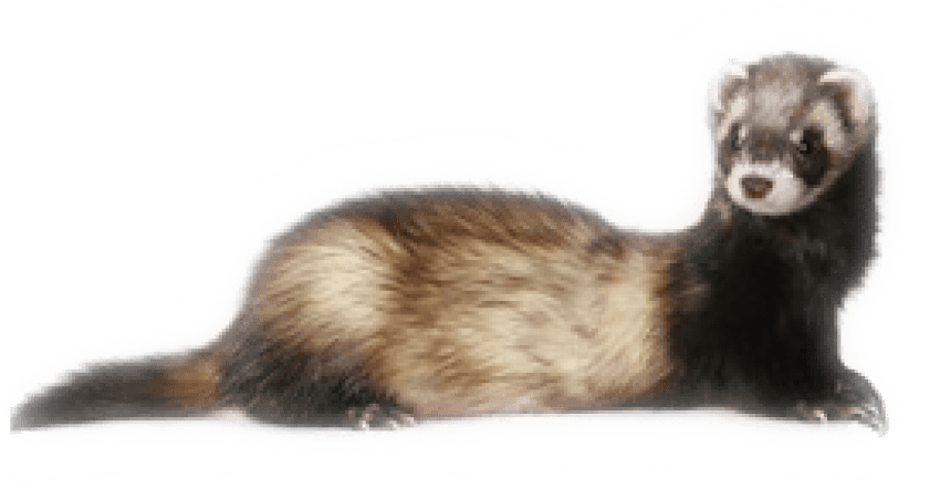 Ferret PNG Image File