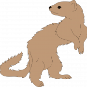 Ferret สัตว์มีกระดูกสันหลัง PNG