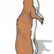 Ferret สัตว์มีกระดูกสันหลัง png pic