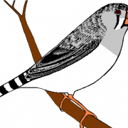 Finch Bird Png Clipart