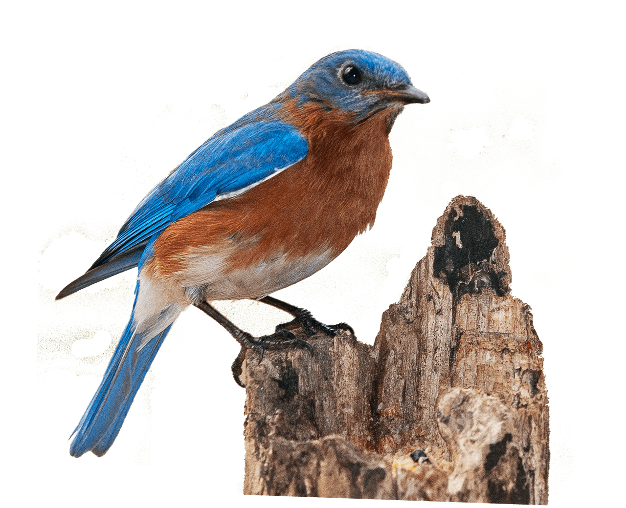 Finch Bird PNG File