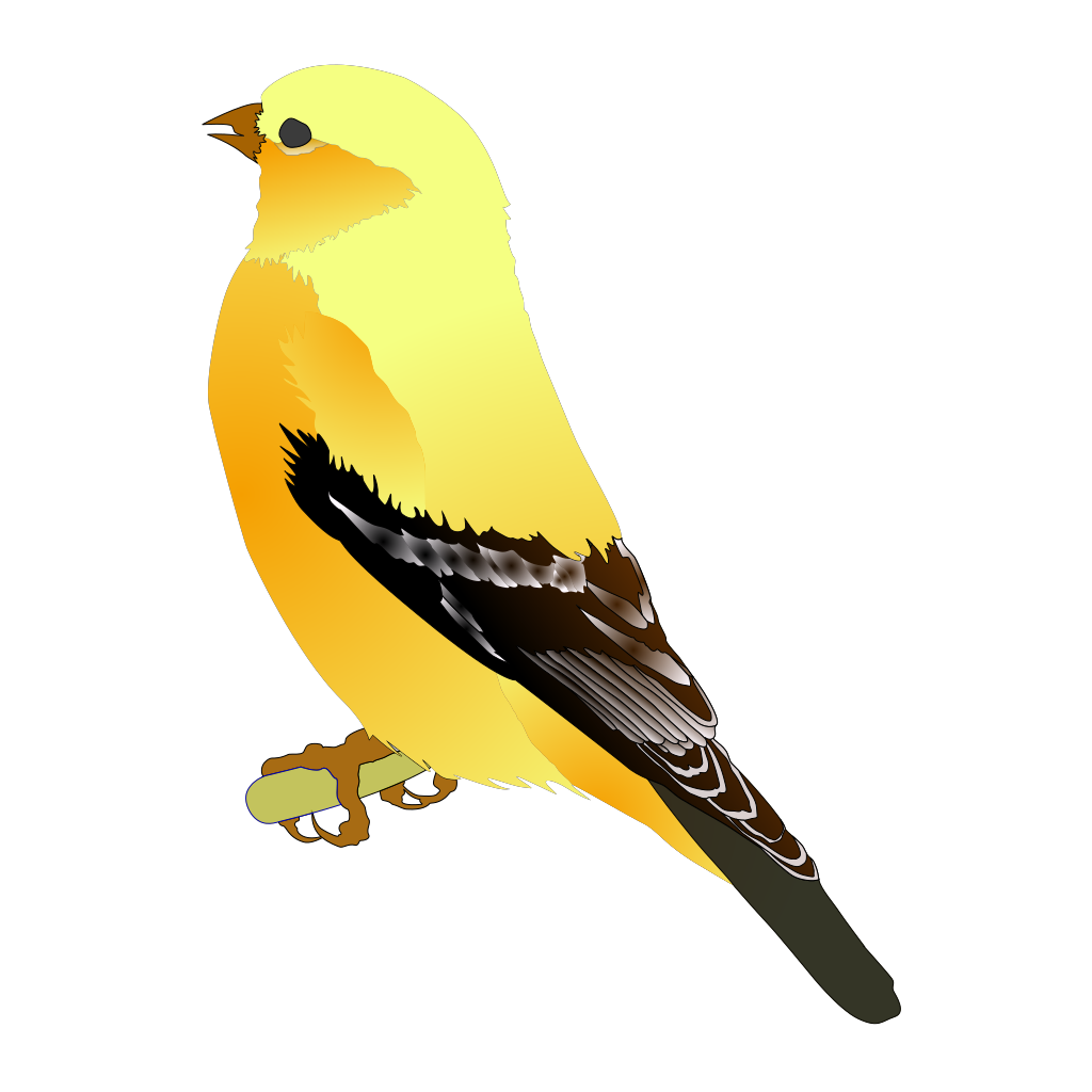 Finch Bird PNG Image