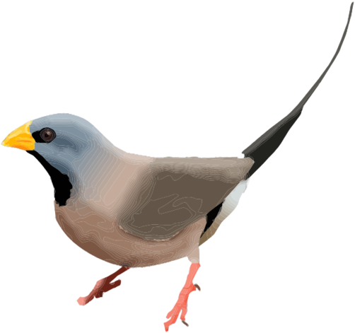 Finch Bird PNG Images