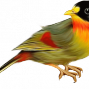 Finch Bird PNG Bild