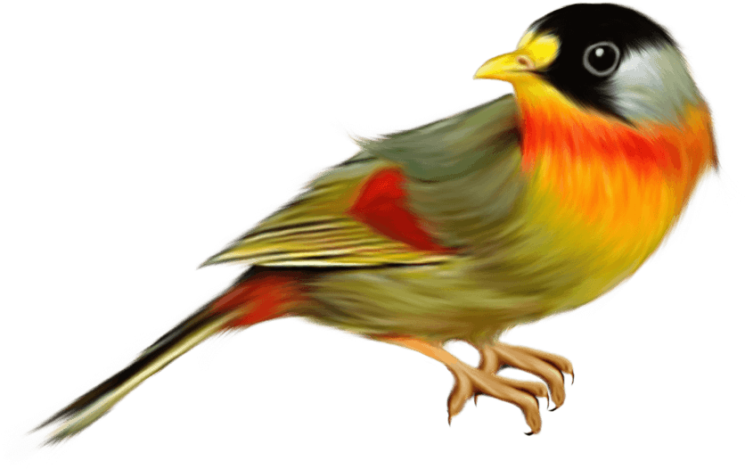Finch Bird PNG Picture