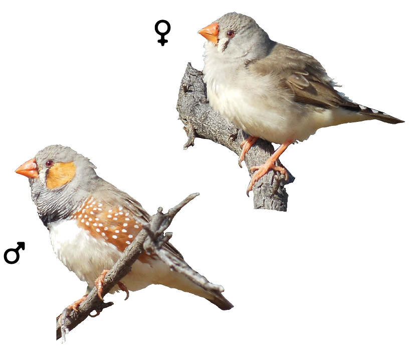 Finch Graphic PNG Images