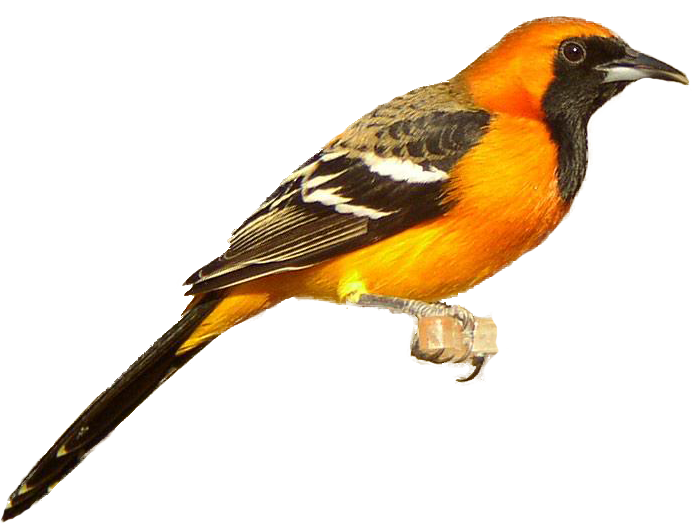 Finch Graphic PNG Photo