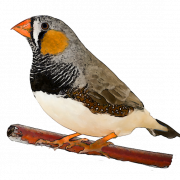 Finch Graphic PNG Pic
