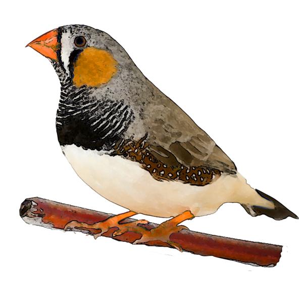Finch Graphic PNG Pic