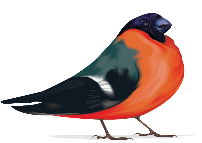 Finch Graphic PNG Picture