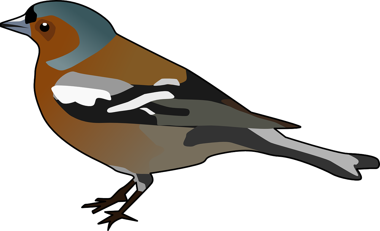Finch Graphic PNG