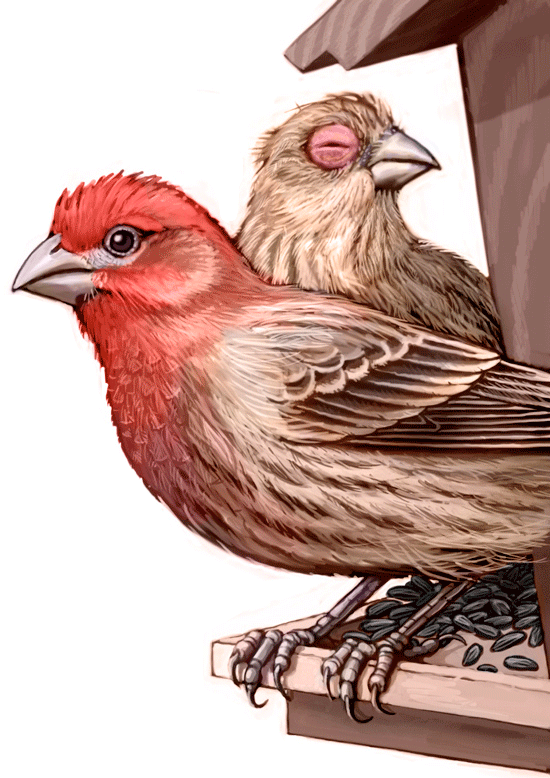 Finch Graphic