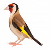 Finch Png