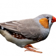 Finch PNG Clipart