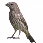 Fichier Finch PNG