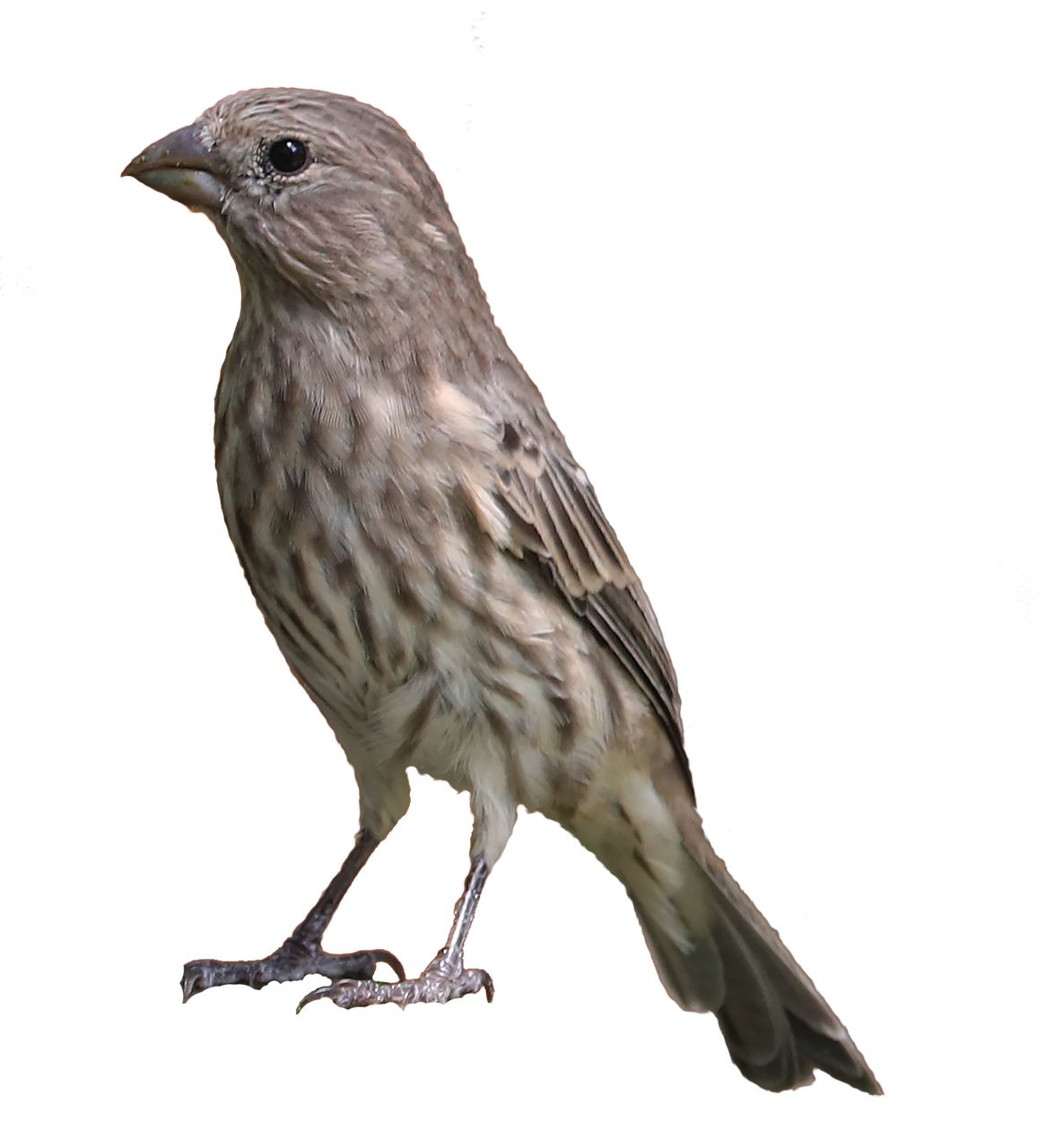Finch PNG File