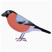 Image Finch PNG HD