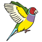 Finch PNG Image