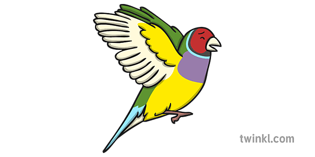 Finch PNG Image
