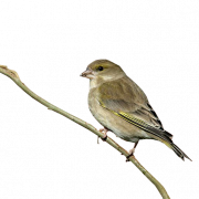 Finch PNG Photo