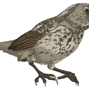 Finch png pic