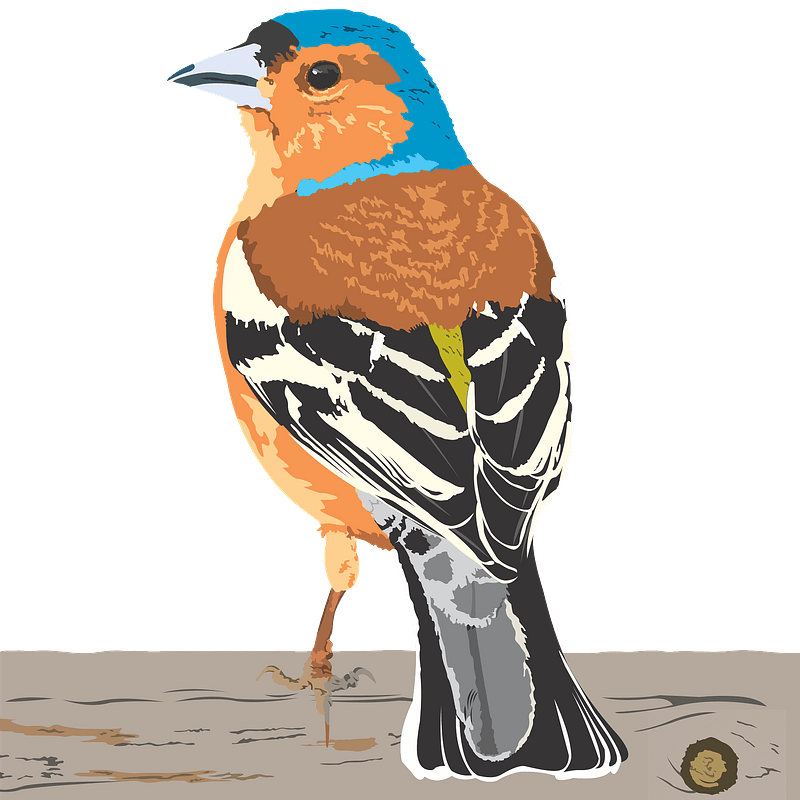 Image png finch