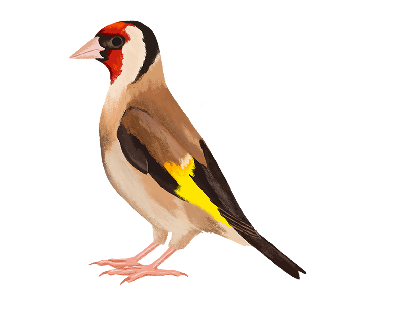 Finch PNG