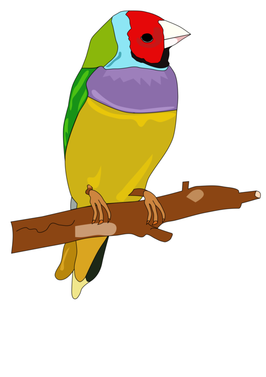 Finch Wildlife PNG File
