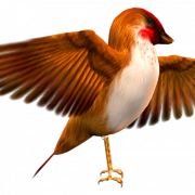Finch Wildlife PNG Pic
