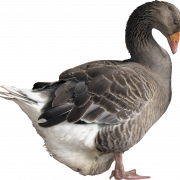 Goose Background PNG