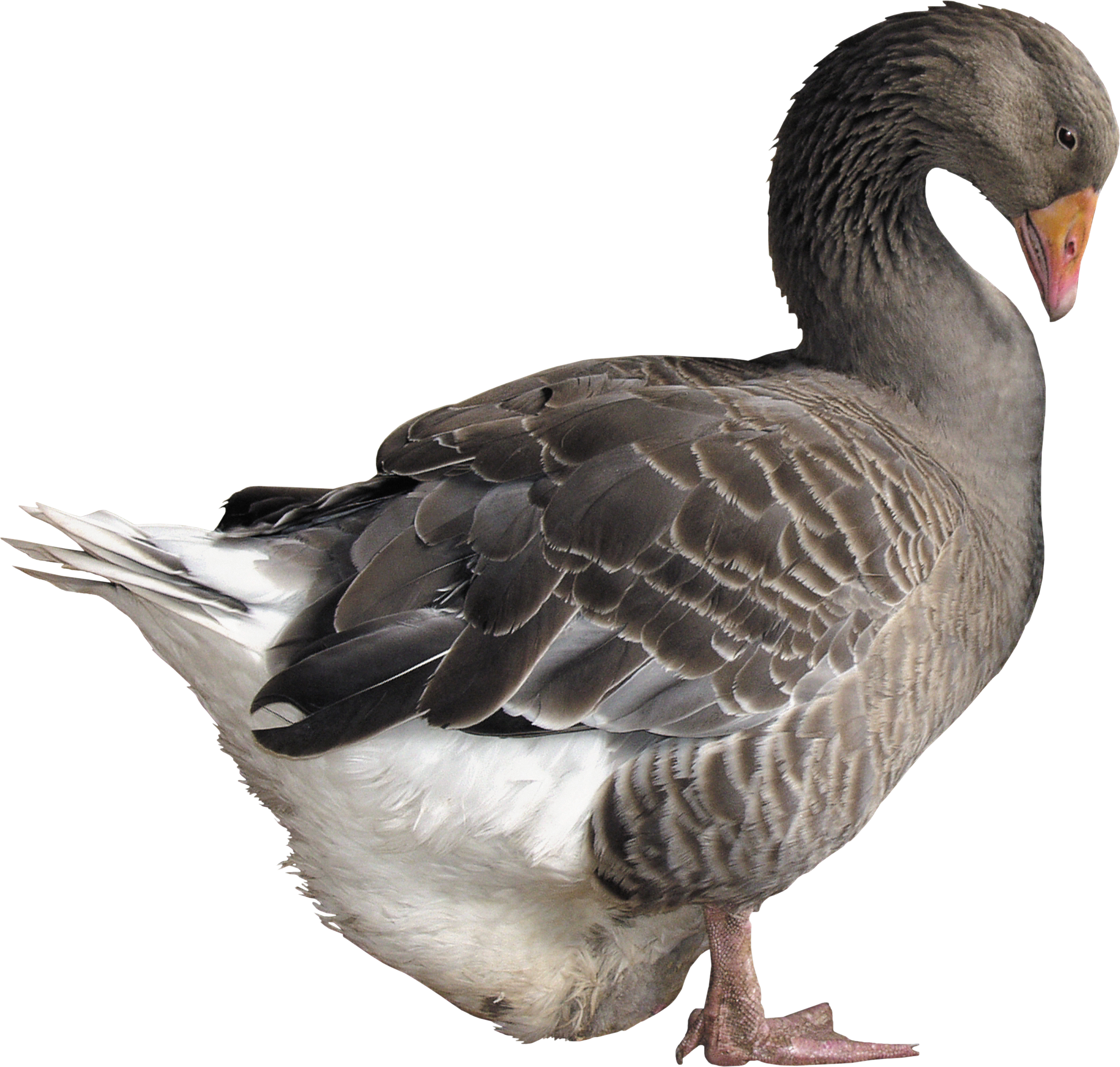 Goose Background PNG