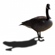 Goose geen achtergrond