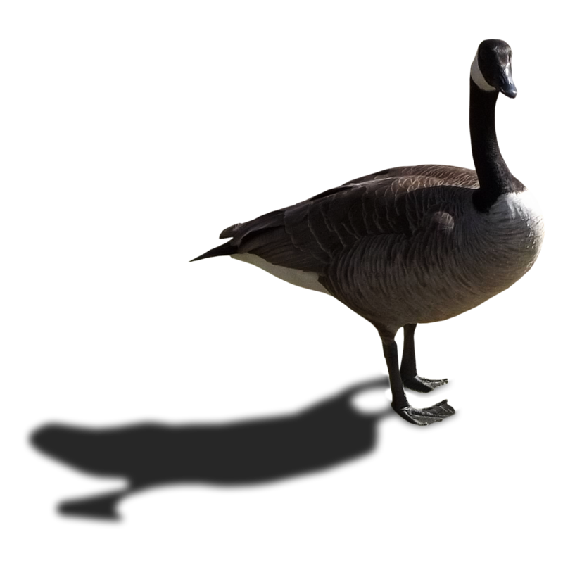 Goose No Background