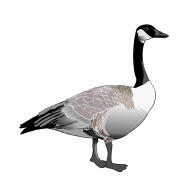 Goose PNG -achtergrond