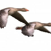 Clipart goose png