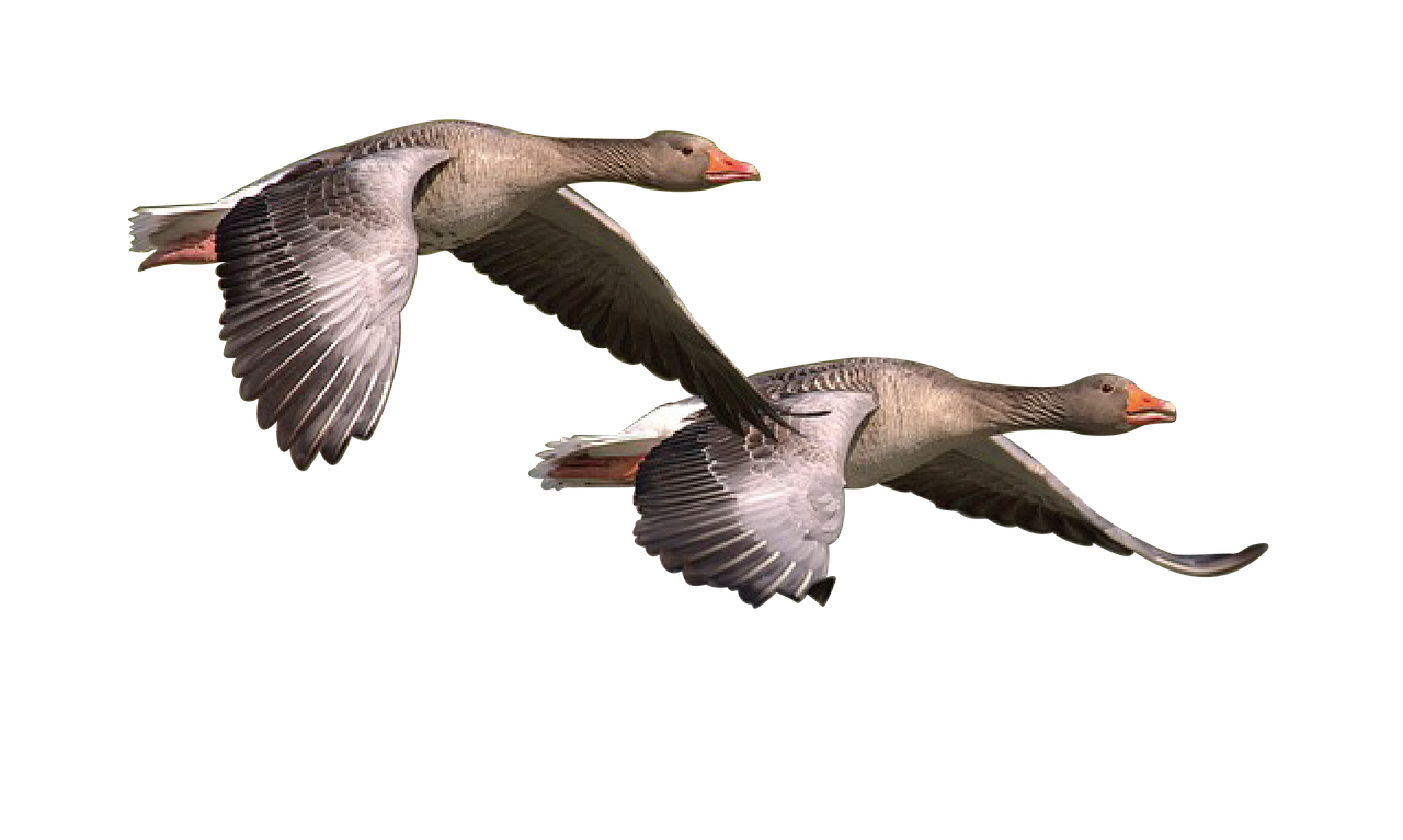 Goose PNG Clipart