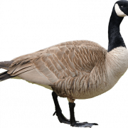 Goose PNG -uitsparing