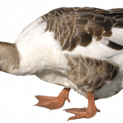 Goose PNG File