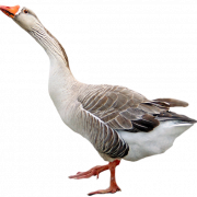 Goose Png Ücretsiz Görüntü