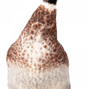 Goose PNG HD -afbeelding
