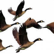Goose PNG -afbeelding